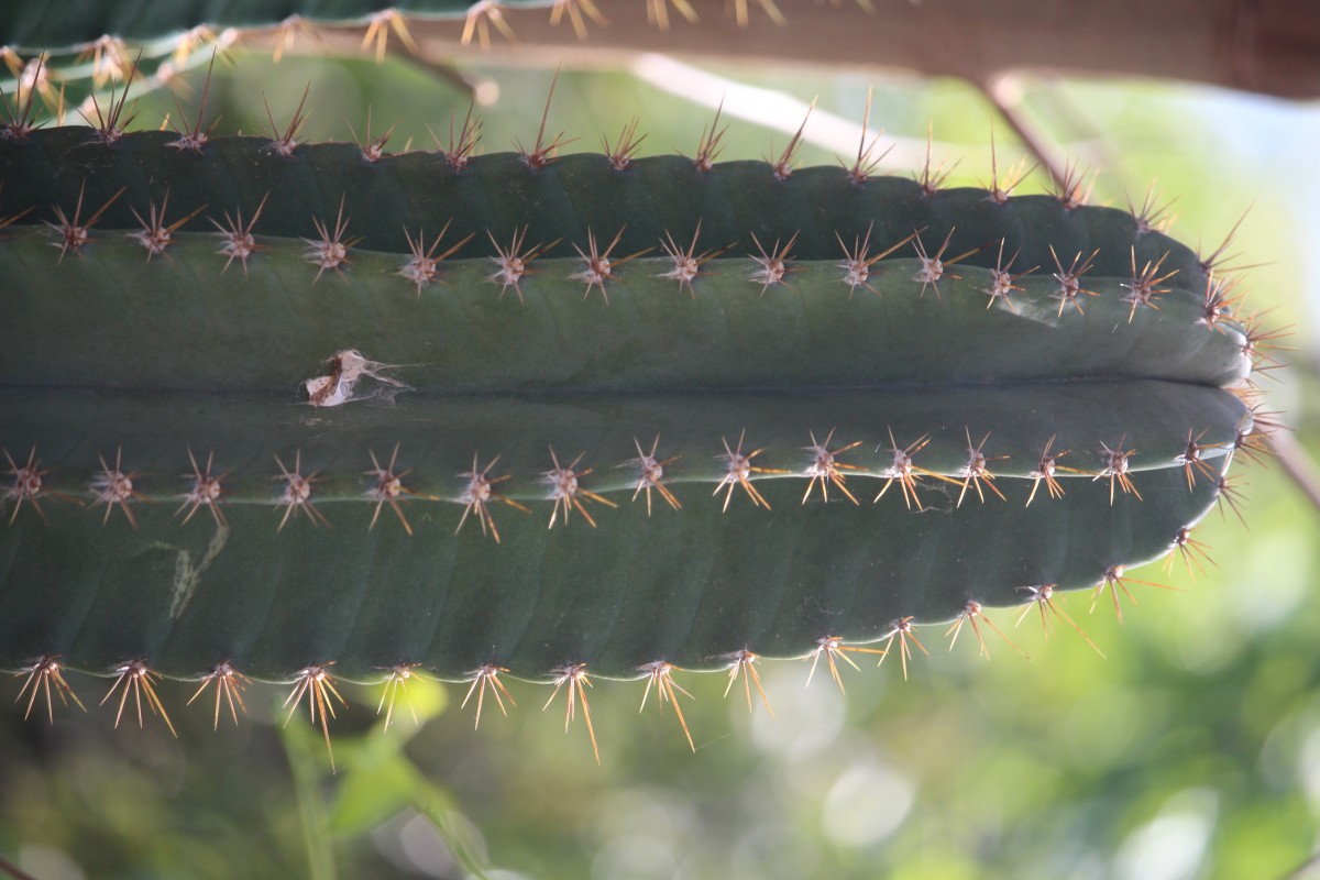 Cereus repandus (L.) Mill.